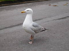 Larus argentatus