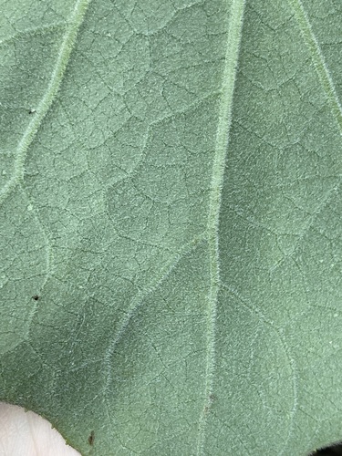 Image of Roldana petasitis by (c) Thomas Mesaglio, some rights reserved (CC BY)