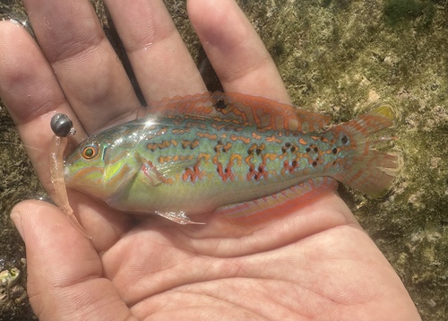 Timor wrasse (Halichoeres timorensis) — Labridae — 3