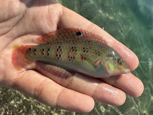 Timor wrasse (Halichoeres timorensis) — Labridae — 2
