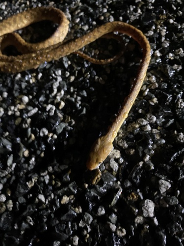Brown Tree Snake sighting