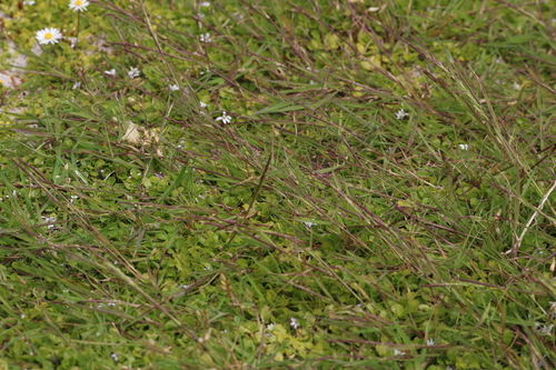 Agrostis stolonifera iNat (2)