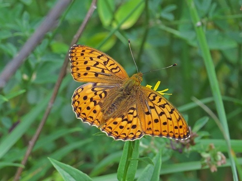 Argynnis xipe