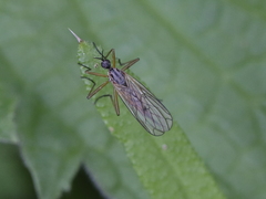Empis livida