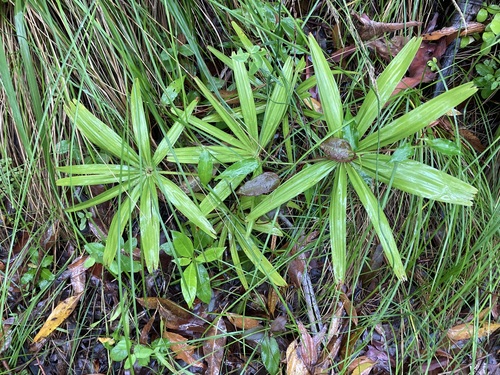 Foto de Palmeira-leque-australiana