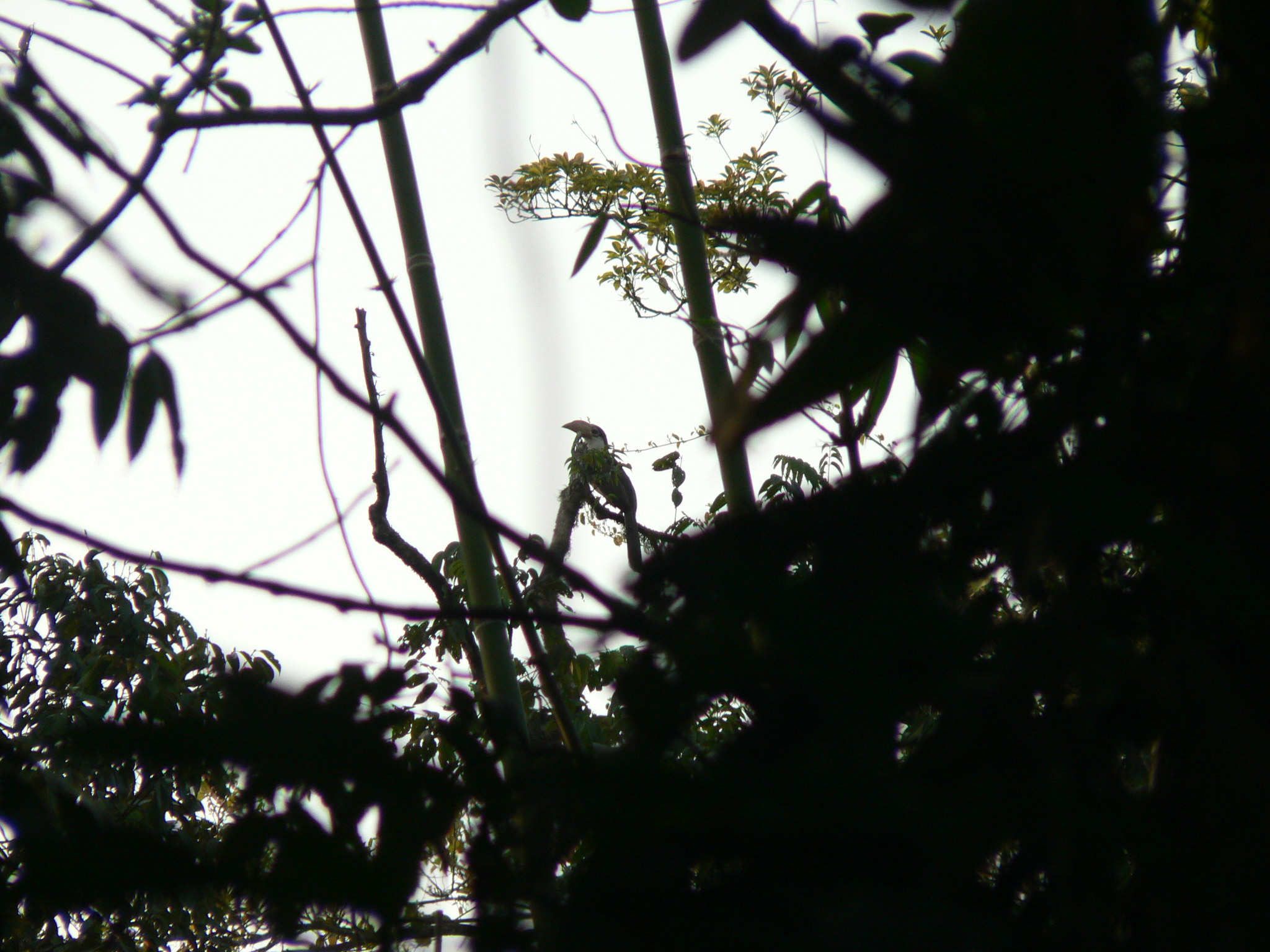 Austen's Brown Hornbill