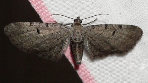 Wormwood Pug photo 4
