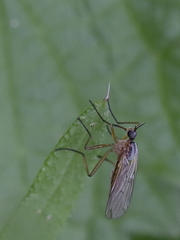 Empis livida