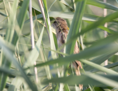 Acrocephalus arundinaceus