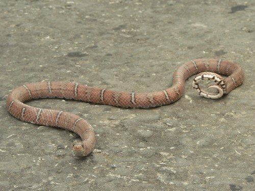 Light-barred Kukri Snake