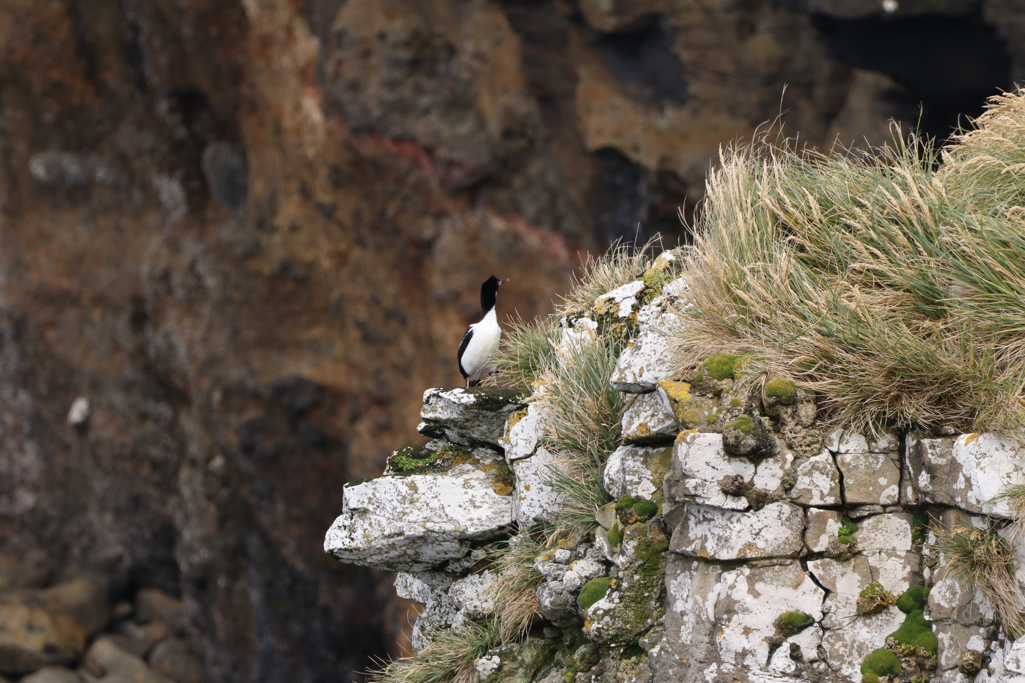 Auckland Shag (Leucocarbo colensoi), photo 7