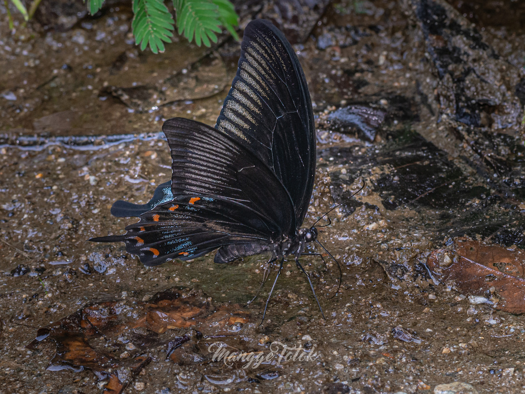 Papilio ascalaphus (Papilio ascalaphus)