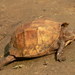 Jagged-shelled Turtle - Photo (c) Rohit Naniwadekar, some rights reserved (CC BY), uploaded by Rohit Naniwadekar