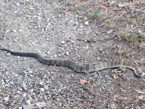 Tiger Snake sighting