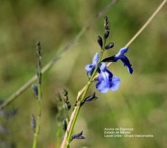 Salvia reptans