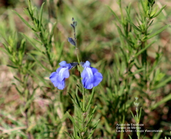 Salvia reptans