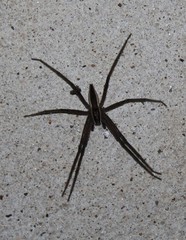 Pisaurina brevipes