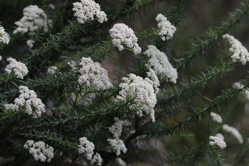 Image of Australian Tauhinu (Cassinia aculeata) by no rights reserved
