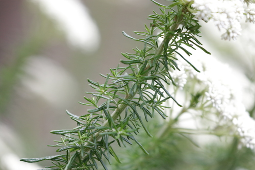 Image of Australian Tauhinu (Cassinia aculeata) by no rights reserved
