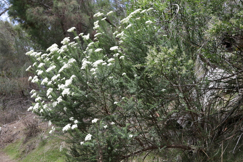 Image of Australian Tauhinu (Cassinia aculeata) by no rights reserved