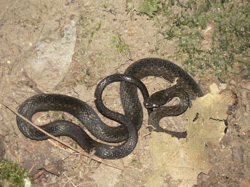Khasi Hills Keelback