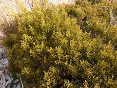 Veronica tetragona subsimilis