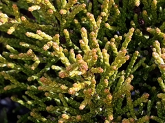 Veronica tetragona subsimilis