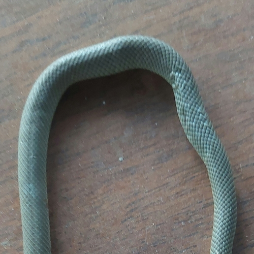 Eastern Brown Snake sighting