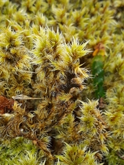 Racomitrium pruinosum