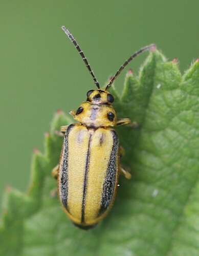 Elm Leaf Beetle