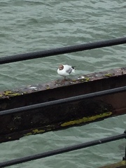 Chroicocephalus ridibundus