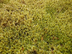 Racomitrium pruinosum
