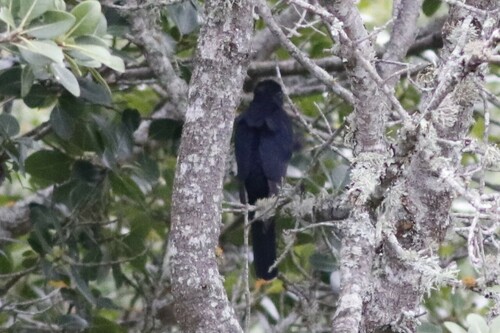 Cuco Negro (Cuculus clamosus)