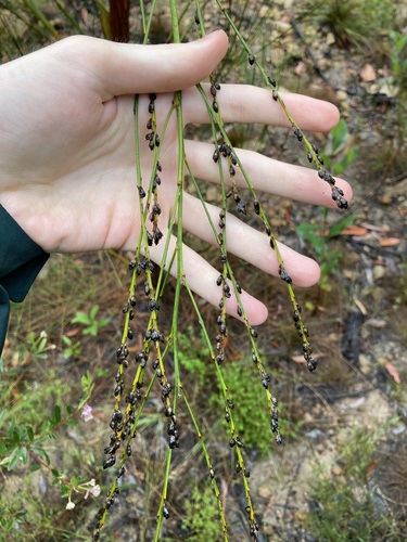 Image of Viminaria juncea by (c) Thomas Mesaglio, some rights reserved (CC BY)
