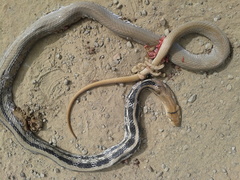 Coelognathus radiatus