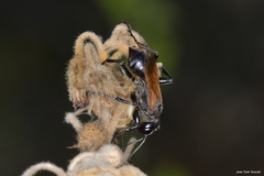 Prionyx subfuscatus