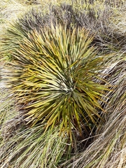Aciphylla colensoi