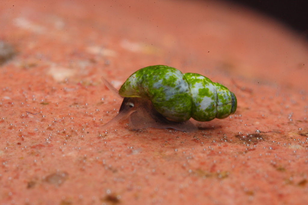 Bythinella cylindrica
