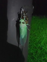 Auritibicen bihamatus