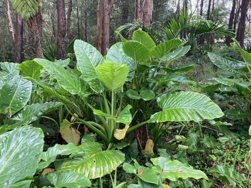 Foto de Orelha-de-elefante