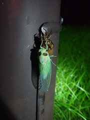 Auritibicen bihamatus