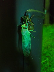 Auritibicen bihamatus