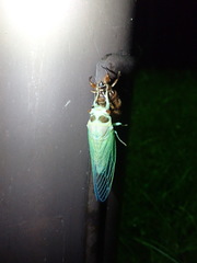 Auritibicen bihamatus