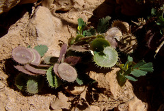 Medicago radiata