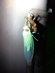 Auritibicen bihamatus