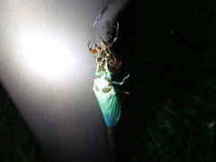 Auritibicen bihamatus