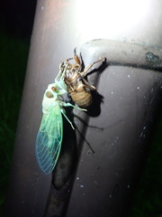 Auritibicen bihamatus