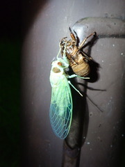 Auritibicen bihamatus