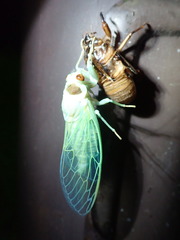 Auritibicen bihamatus