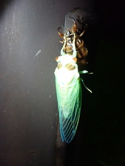 Auritibicen bihamatus